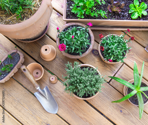 Tableau sur toile top view on thyme, carnation flowers succulent and others potted on a wooden ter