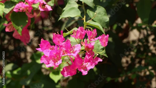 Close up  Pink Bougainvillea flower 