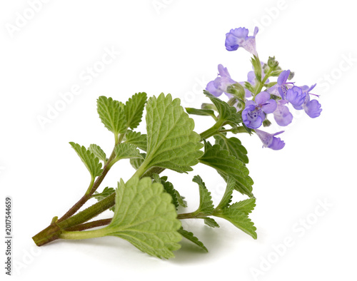 Nepeta Sprig with  Flowers  Isolated on White Background