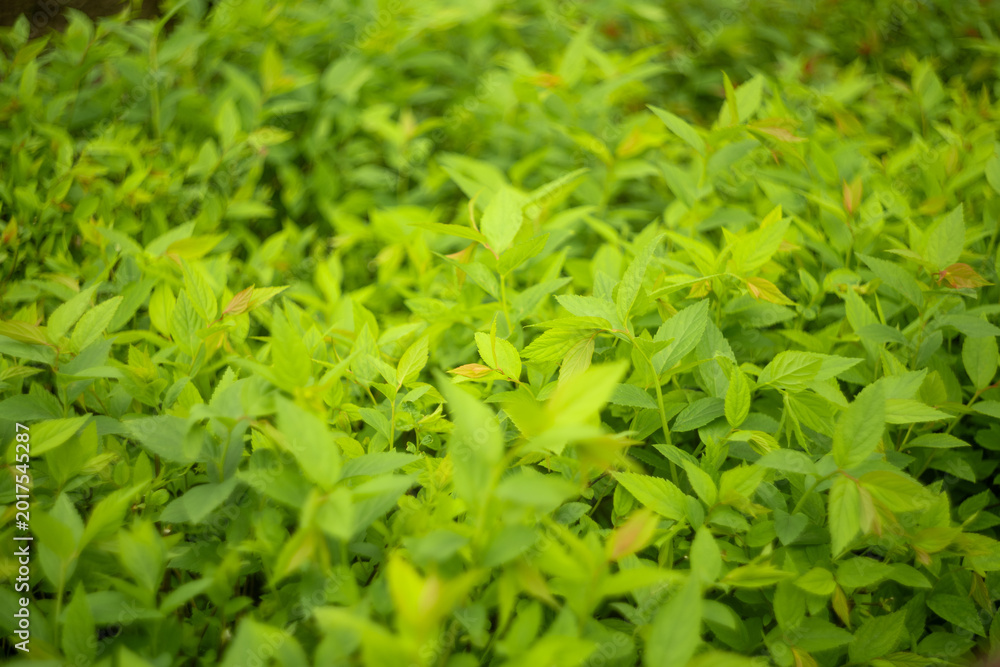Fototapeta premium Fresh green leaves background in spring garden