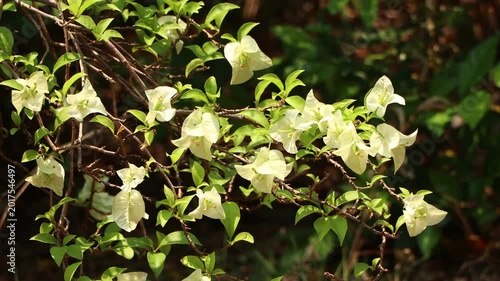 Close up  White Bougainvillea flower  