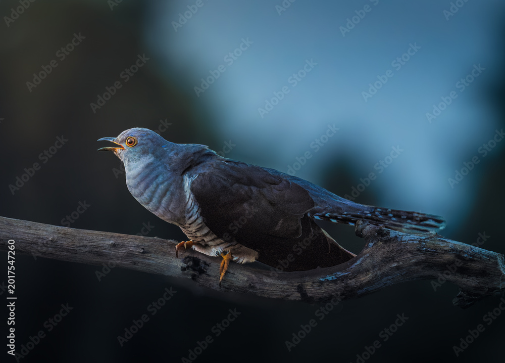 Fototapeta premium Common Cuckoo perches on a bare tree branch with its beak open in a calling pose against a dark background