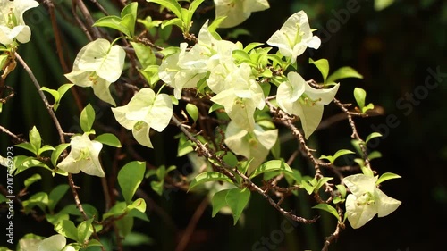 Close up  White Bougainvillea flower  