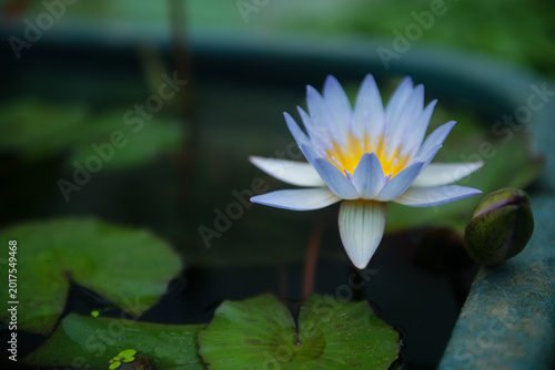 A beautiful water lily in full bloom