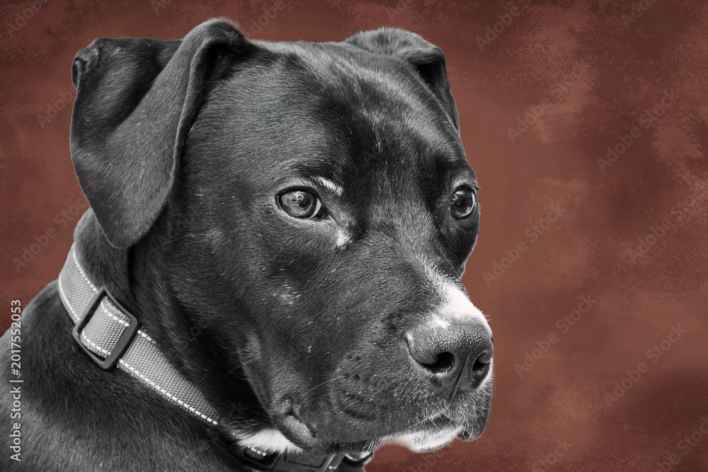 Obraz premium retrato de Staffordshire Bull Terrier con un fondo marrón