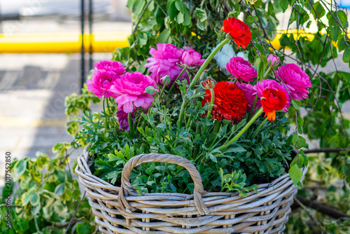 Colorful flower arrangement with pink and red ranunculus plants growing in a woven wicker basket with handles, surrounded by green foliage, placed outdoors in bright daylight with a blurred urban back