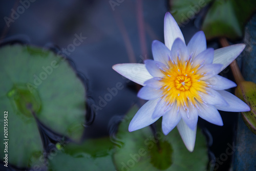 A beautiful water lily in full bloom