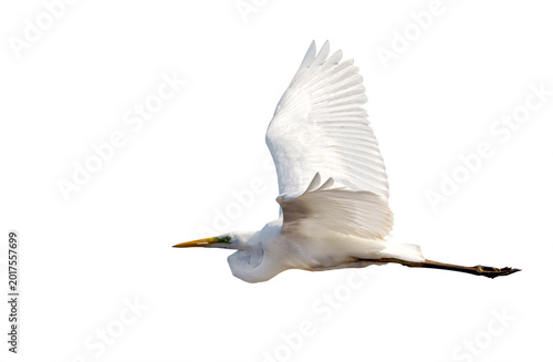 pure white isolate heron in flight