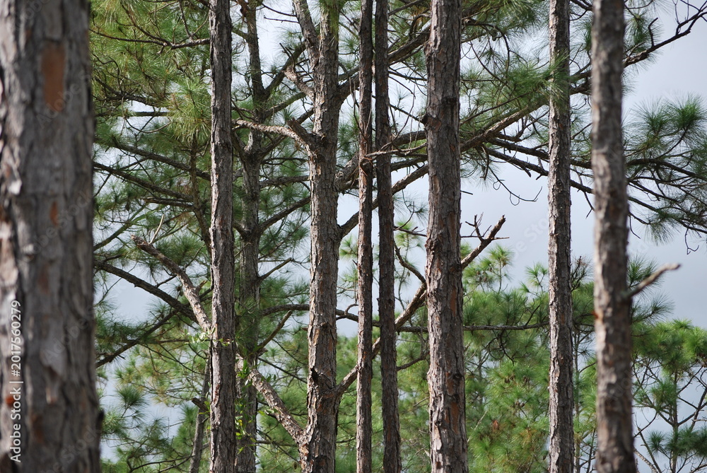 Fototapeta premium Vertical pattern of slash pine tree trunks in a Florida forest.