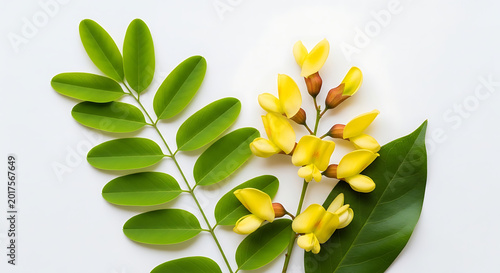 Yellow Robinia pseudoacacia flowers and green leaves on white background  