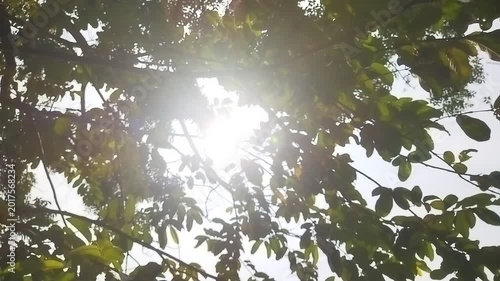 Green leaves illuminated by the morning sun, with rays streaming through fresh foliage branches. Morning sunlight shines on green leaves as sunbeams filter through fresh branches.