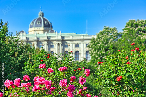Pink roses in Volksgarten park with Natural History Museum dome in Vienna