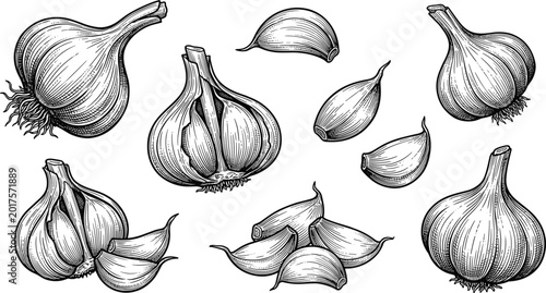 Εκτύπωση καμβά Set of vintage hand drawn garlic bulbs and cloves engraved style illustration fo