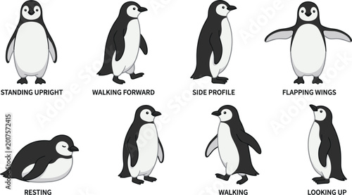 Foto Set of cute penguin characters in different poses including standing walking res