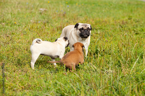 Fotografija cute bastard malinois puppy and bullmastiff playing with pug puppy
