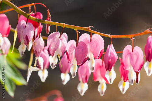 Valokuva Pink bleeding heart flowers (Dicentra spectabilis) in bloom with soft background