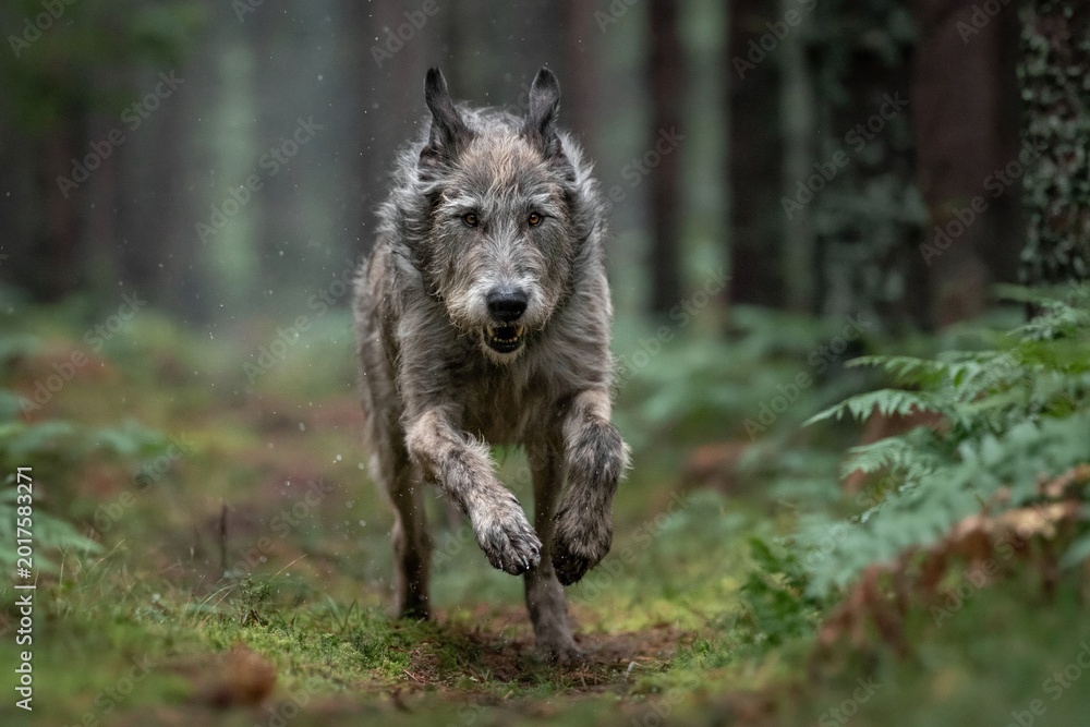 Fototapeta premium Playful Dog Running Through Forest Trails