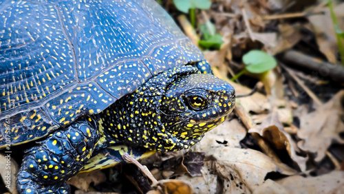 Fotografie European pond turtle