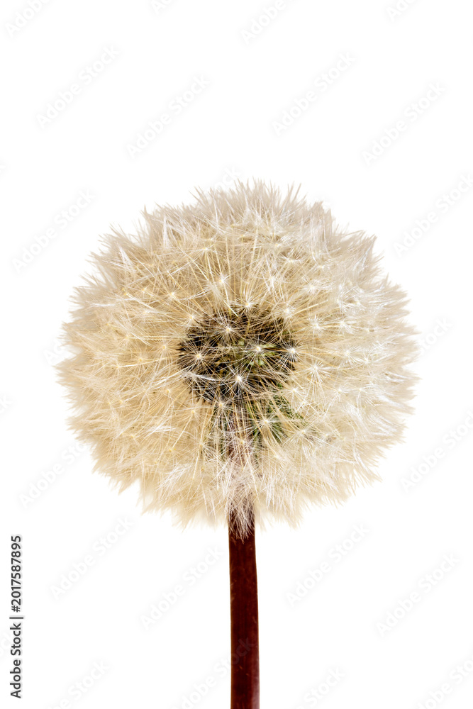 Fototapeta premium Macro closeup dandelion seed head structure botanical dispersal pattern