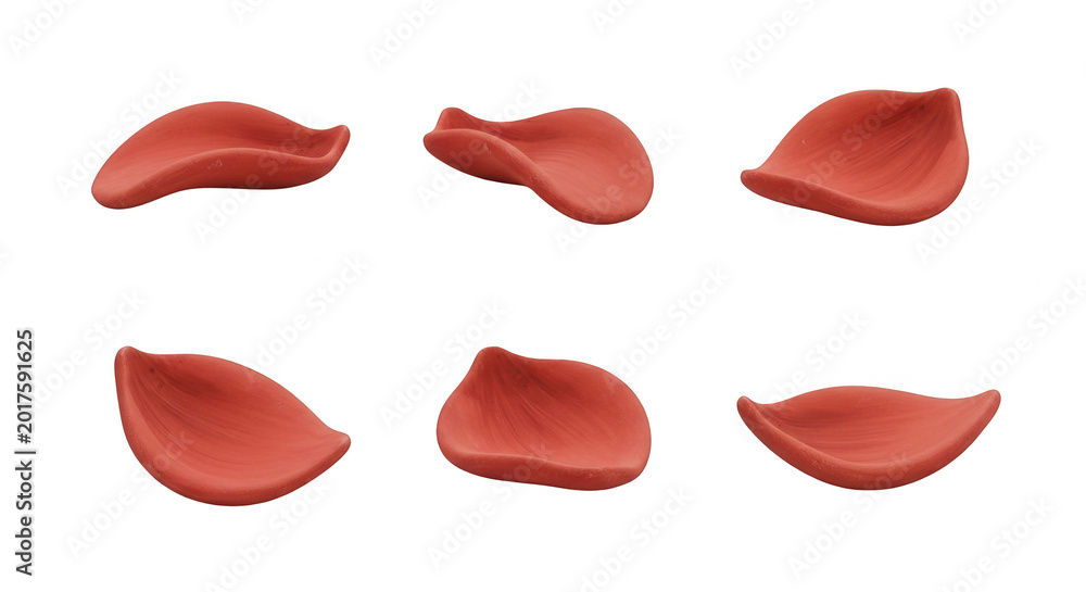 Fototapeta premium six isolated petals of a deep red flower set against a pure white background cosmetics design or botanical concepts