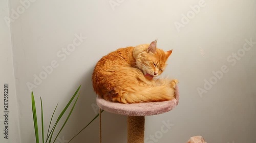 Сute feline cat licking itself fur cozy lying on a scratching post near pots with green flowers in room interior and looking fun.  Closeup portrait in home indoors.	
