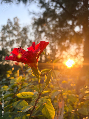 Close-up of vibrant red hibiscus flower during a warm golden hour sunset, with sunlight filtering through leaves creating lens flare and beautiful bokeh background.