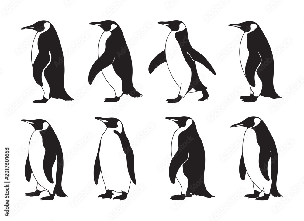Obraz premium Emperor penguin walking poses and standing silhouettes sequence set for natural history vector art design.