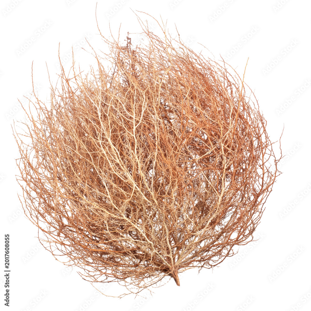 Naklejka premium Dried Twisted Branches on White Background