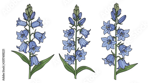 Bild auf Leinwand Bellflower set with three blue flower stems isolated on white background hand drawn botanical illustration for floral decor design and garden theme artwork