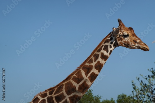 Photos An adult giraffe (Giraffa camelopardalis) on a blue background at Attica Zoologi