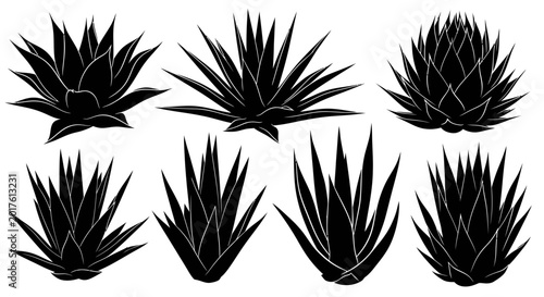 Photos Black spiky agave plant silhouettes.