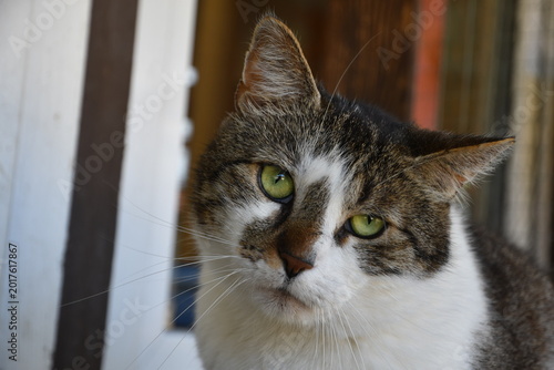 Katzenporträt