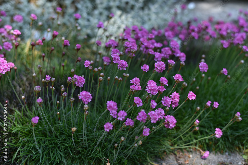 Fototapeta premium Pink flowers in close-up 