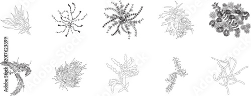 Photos Submerged plants, trees, top view, floor plan, architectural plan, landscape, sh