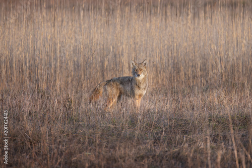 North American coyote Canis latrans camouflaged in a golden field of dried grass