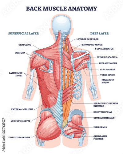 Schilderij op canvas Back muscle anatomy illustrated to explain superficial and deep layers, key muscles shown include trapezius, latissimus dorsi, and erector spinae for study and training