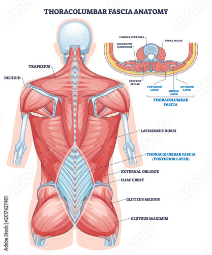 Cuadro en lienzo Thoracolumbar fascia anatomy visualizes layered back support, showing thoracolumbar fascia, erector spinae, and latissimus dorsi with spine context for stability and movement