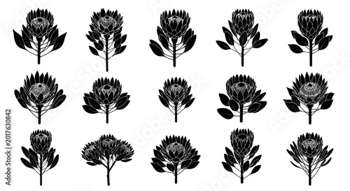 Set of black and white south african protea flowers with leaves on white background botanical illustration