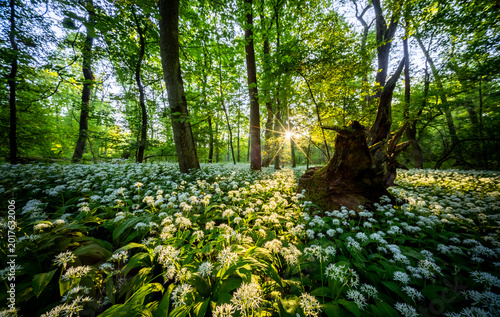 Fotografie Sunrise shining through old tree stump in spring forest covered with blooming wi