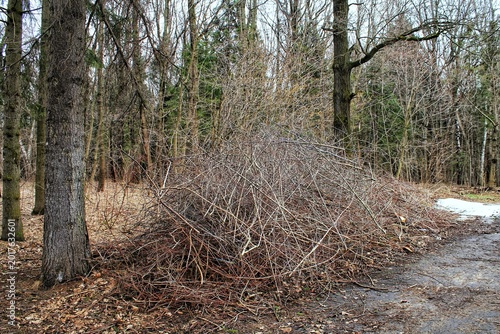 фотографія Large pile of dry thin tree branches and brushwood stacked on the ground in a fo
