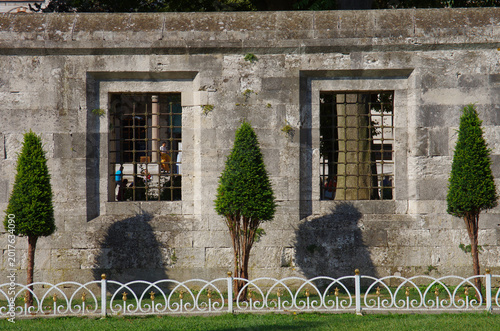 Three newly pruned trees in the garden of the Blue Mosque