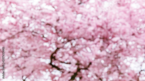 Bild auf Leinwand Cherry blossom trees bloom in spring with pink flowers and branches across the s