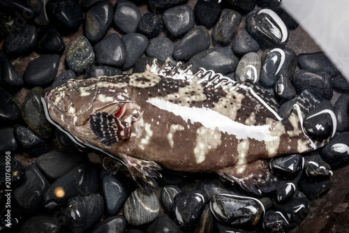 Photos Live grouper on black pebbles