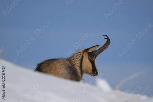 Appennine chamois, rupicapra pyrenaica ornata