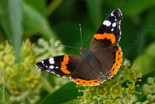 Foto Admiral Schmetterling (Vanessa atalanta) Weibchen auf dem Blütenstand von Efeu (