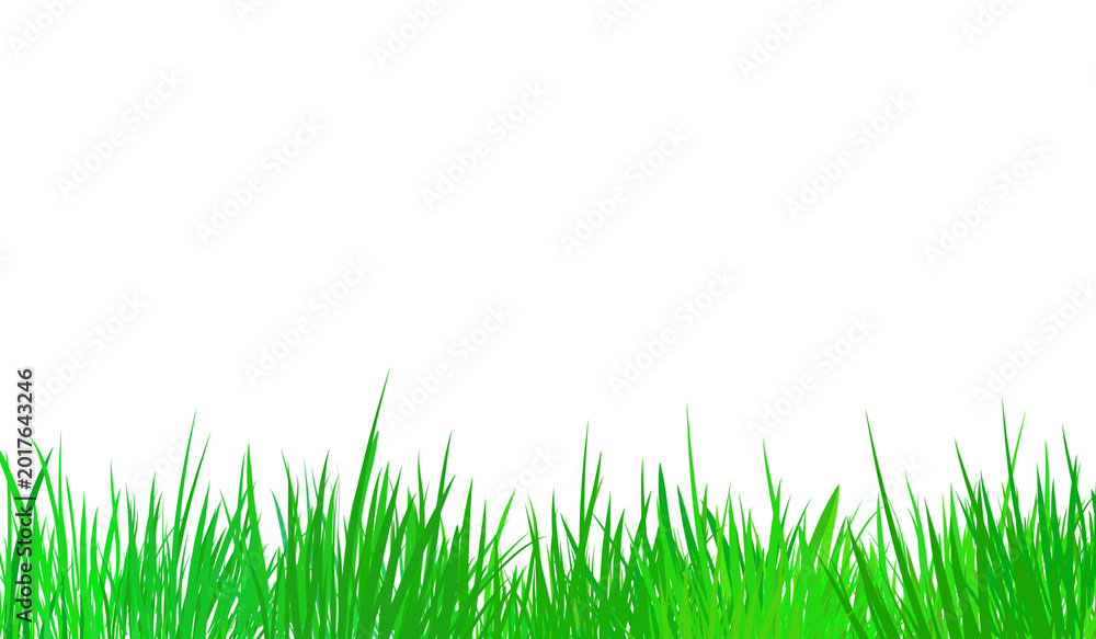 Fototapeta premium Green grass blades on a transparent background isolated cutout