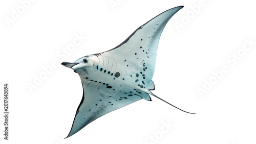 Photography Large grey manta ray swimming for marine wildlife nature ocean ecosystem and aqu