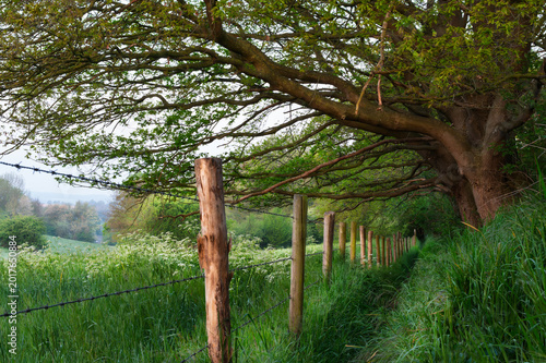 wooden fence and trees