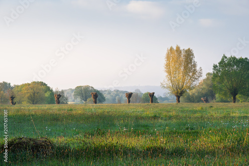 spring landscape with trees