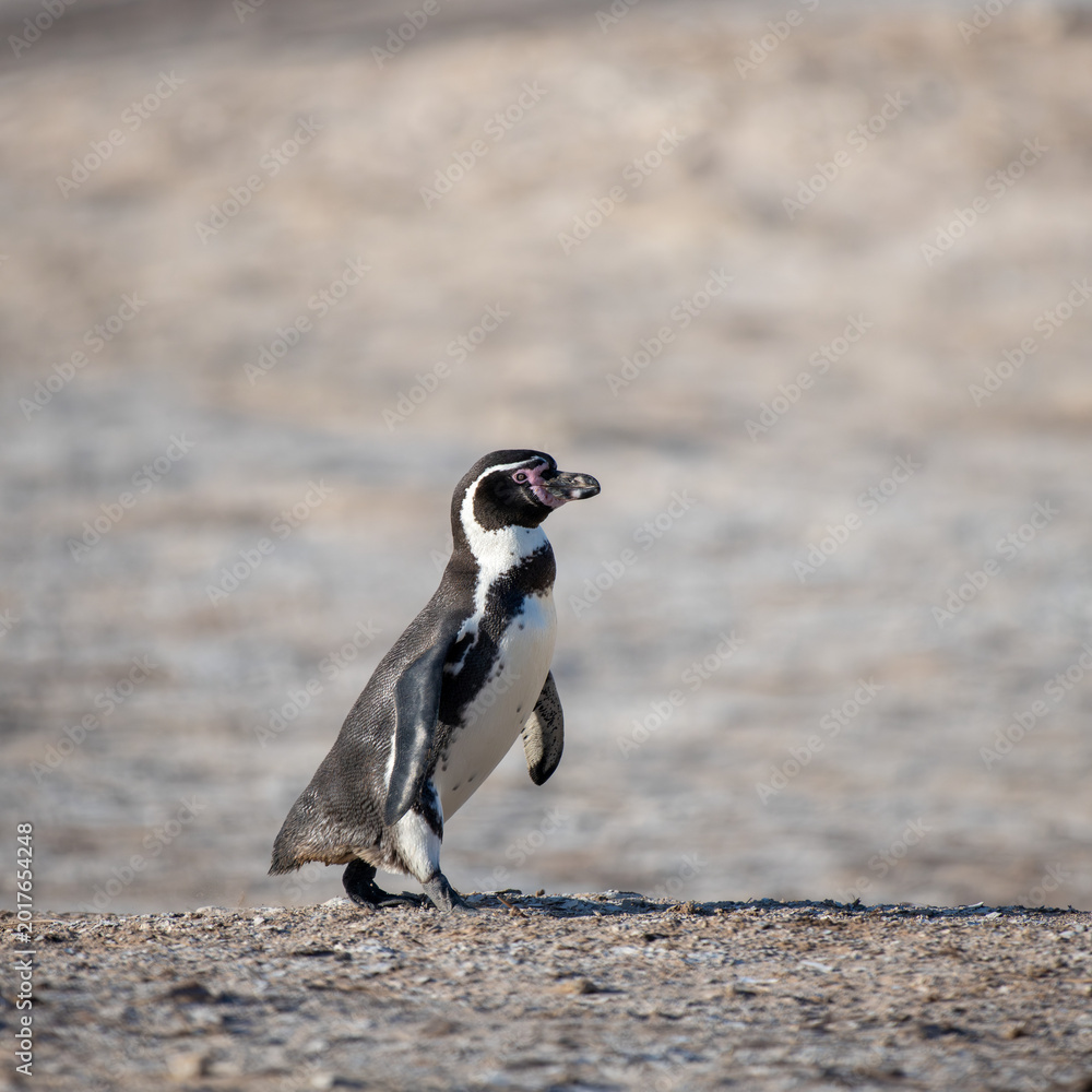 Fototapeta premium Close-up of a Humbolt penguin on Punta San Juan, Peru